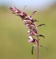 Attēlu rezultāti vaicājumam “Odontites vulgaris flower”