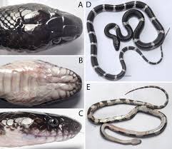 Attēlu rezultāti vaicājumam “Lycogala asperum”