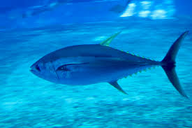 Image result for Thunnus albacares