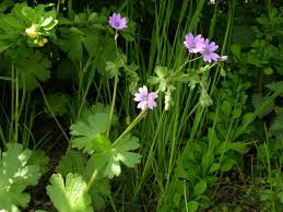 Attēlu rezultāti vaicājumam “Geranium pyrenaicum”