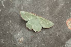 Attēlu rezultāti vaicājumam “Thalera fimbrialis”