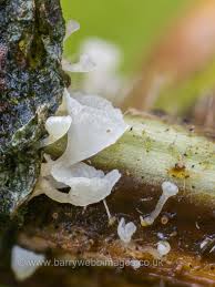 Attēlu rezultāti vaicājumam “Collaria rubens macro”