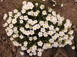 Attēlu rezultāti vaicājumam “Arenaria procera flower”