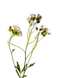 Attēlu rezultāti vaicājumam “Cardamine amara flower”