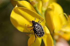 Attēlu rezultāti vaicājumam “Oxythyrea funesta imago”