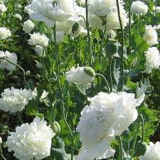 Image result for Papaver somniferum White Cloud