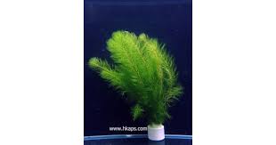 「綠羽毛」的圖片搜尋結果