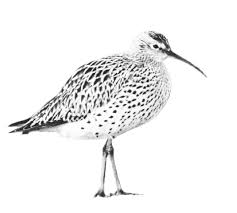 Image result for Numenius tenuirostris