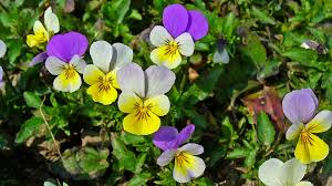 Attēlu rezultāti vaicājumam “Viola tricolor subsp. curtisii flower”