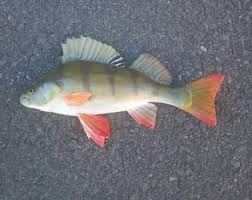 Image result for Perca fluviatilis