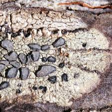 Attēlu rezultāti vaicājumam “Lecanactis abietina”