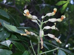 Attēlu rezultāti vaicājumam “Aesculus x hybrida bud”