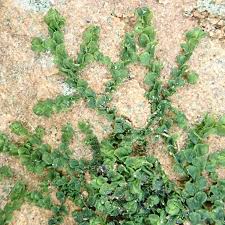 Attēlu rezultāti vaicājumam “Porella cordaeana”