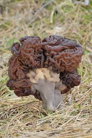 Attēlu rezultāti vaicājumam “Gyromitra esculenta”