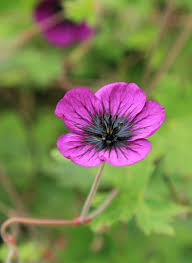 Image result for Geranium `Sandrine`