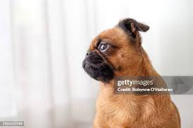 Image result for brüsseler giffon