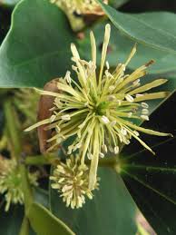 Attēlu rezultāti vaicājumam “Populus x jackii flower”