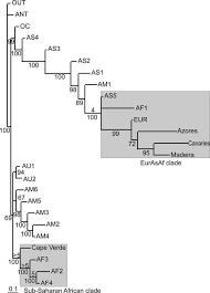 Attēlu rezultāti vaicājumam “Cladopodiella francisci”