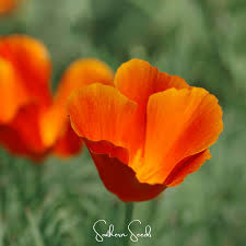 Attēlu rezultāti vaicājumam “Eschscholzia californica”