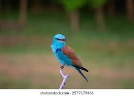 Attēlu rezultāti vaicājumam “Coracias garrulus”