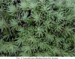 Attēlu rezultāti vaicājumam “Leucobryum juniperoideum”