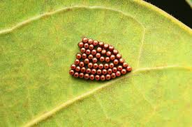 Attēlu rezultāti vaicājumam “Pentatomidae eggs”