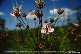 Attēlu rezultāti vaicājumam “Butomus umbellatus bud”