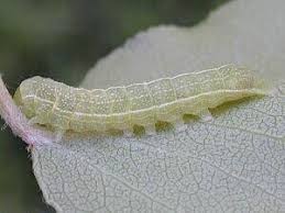Attēlu rezultāti vaicājumam “Orthosia larvae”