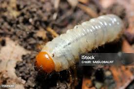 Attēlu rezultāti vaicājumam “Pyrochroidae larva”