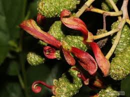 Attēlu rezultāti vaicājumam “Taphrina padi”