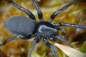 Attēlu rezultāti vaicājumam “Gnaphosidae”