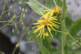 Attēlu rezultāti vaicājumam “Inula britannica bud”