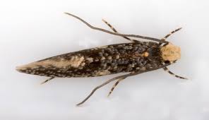 Attēlu rezultāti vaicājumam “Monopis weaverella”