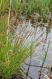 Attēlu rezultāti vaicājumam “Carex nigra”