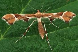 Attēlu rezultāti vaicājumam “Cnaemidophorus rhododactyla”