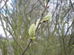 Attēlu rezultāti vaicājumam “Salix aurita bud”