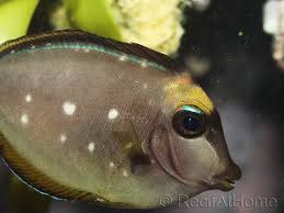 Image result for Naso lituratus