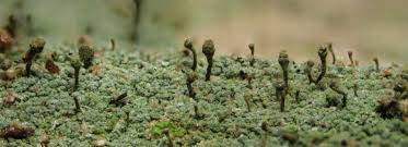 Attēlu rezultāti vaicājumam “Chaenotheca chlorella”