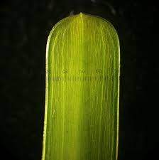 Attēlu rezultāti vaicājumam “Potamogeton compressus”