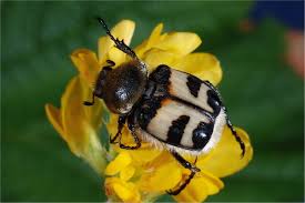 Attēlu rezultāti vaicājumam “Trichius fasciatus imago”