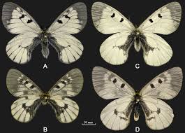 Attēlu rezultāti vaicājumam “Parnassius mnemosyne underside”