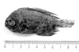 Image result for Schedophilus ovalis