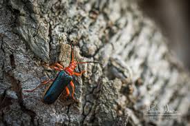 Attēlu rezultāti vaicājumam “Rhamnusium bicolor”