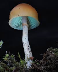 Attēlu rezultāti vaicājumam “Didymium squamulosum spores”