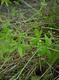 Attēlu rezultāti vaicājumam “Galium triflorum fruit”