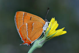 Attēlu rezultāti vaicājumam “Thecla betulae female”