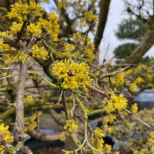 Attēlu rezultāti vaicājumam “Cornus mas flower”
