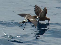 Image result for Oceanites oceanicus