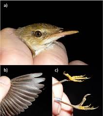 Image result for Acrocephalus aedon