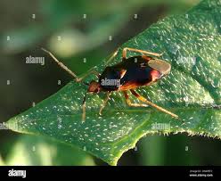 Attēlu rezultāti vaicājumam “Deraeocoris ruber”